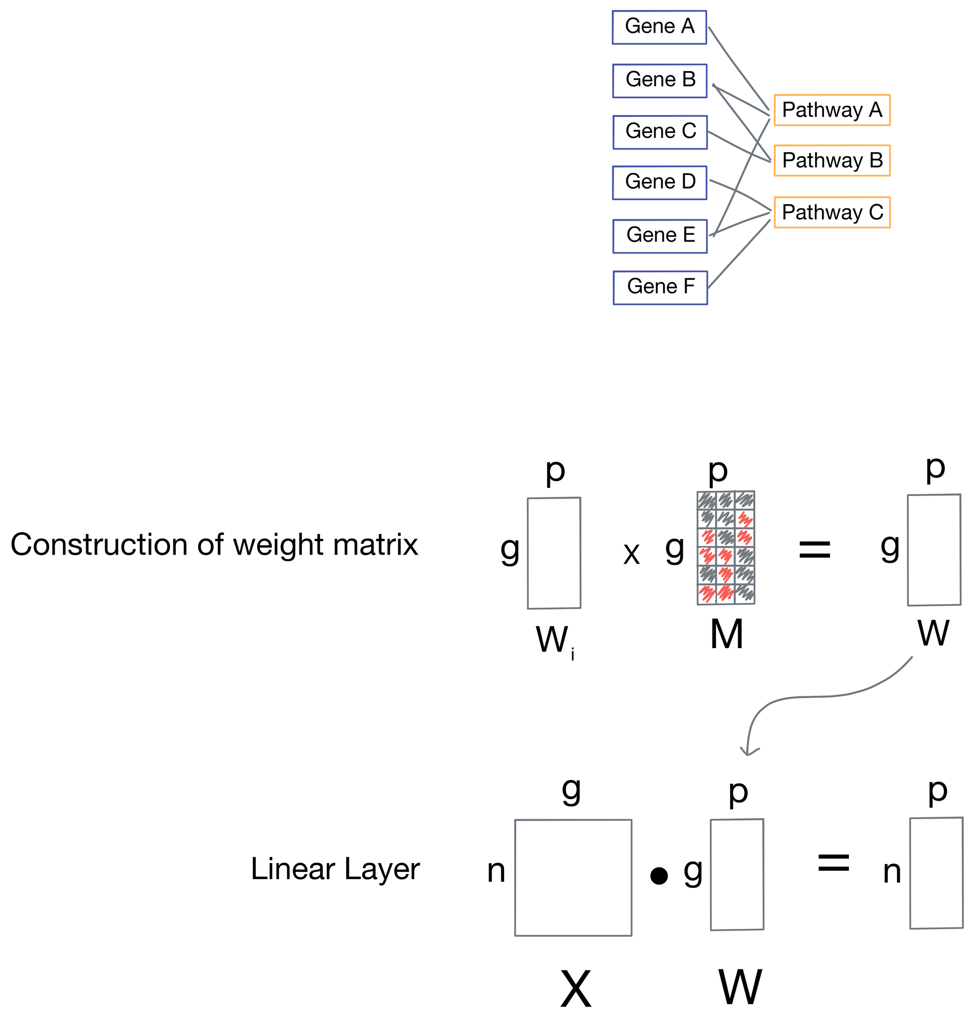 Paper Walkthrough: P-Net - a biologically informed deep neural network
for prostate cancer discovery