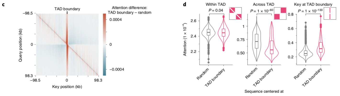 Enformer: Effective gene expression prediction from sequence by integrating long-range interactions