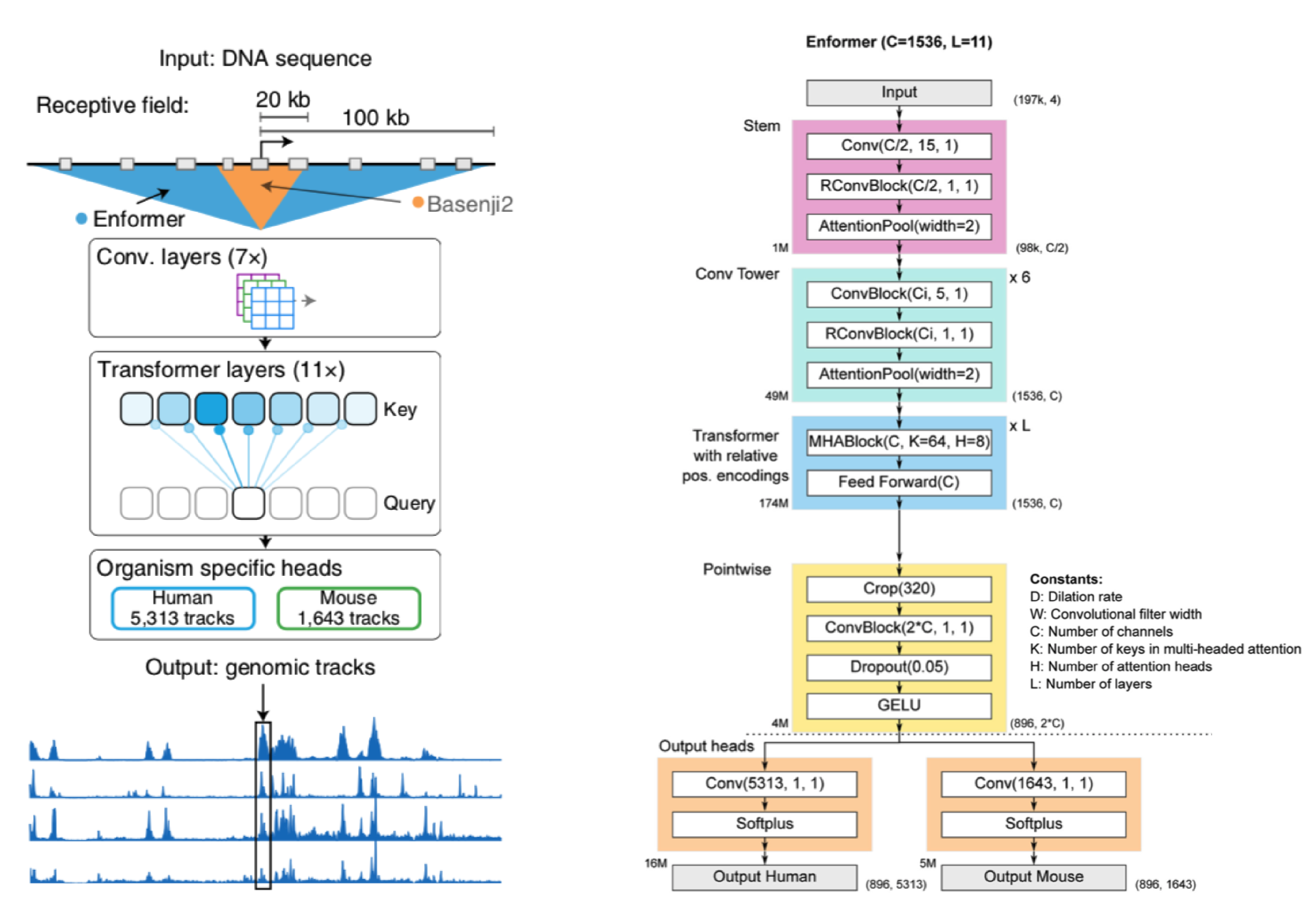 Enformer: Effective gene expression prediction from sequence by integrating long-range interactions