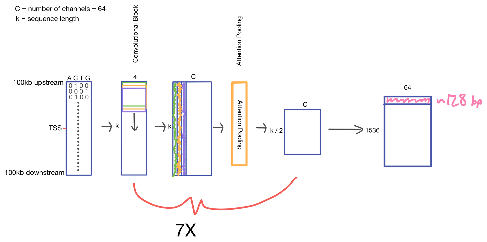 Enformer: Effective gene expression prediction from sequence by integrating long-range interactions