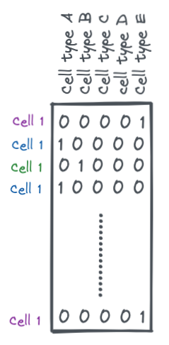 Deep learning explainer: a simple single cell classification model