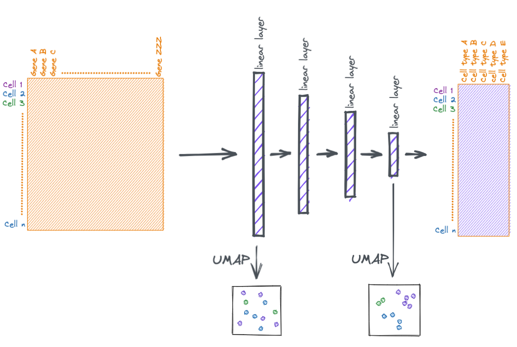 Deep learning explainer: a simple single cell classification model